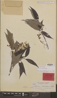 Isolectotype of Guioa discolor Radlk. [family SAPINDACEAE]