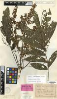 Isotype of Talisia setigera Radlk. [family SAPINDACEAE]