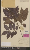 Isotype of Toechima plurinerve Radlk. [family SAPINDACEAE]