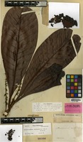 Syntype of Buchanania auriculata Blume [family ANACARDIACEAE]
