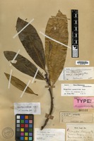 Isotype of Mangifera langong Miq. [family ANACARDIACEAE]