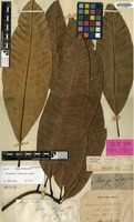 Holotype of Mangifera foetida Lour. var. mollis Blume [family ANACARDIACEAE]
