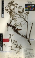 Isotype of Mangifera pseudoindica Kosterm. [family ANACARDIACEAE]