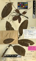 Isolectotype of Mangifera rigida Blume [family ANACARDIACEAE]