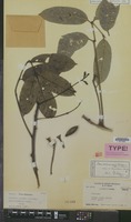 Type of Canarium pilosum Benn. subsp. borneensis Leenh. [family BURSERACEAE]