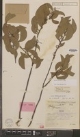 Holotype of Acacia wetarensis Pedley [family LEGUMINOSAE-MIM.]