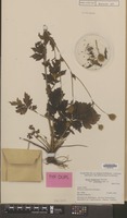 Type of Geum aleppicum Jacq. var. cuneatum [family ROSACEAE]