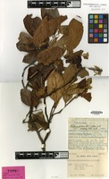 Isotype of Photinia pirocarpa Vidal [family ROSACEAE]