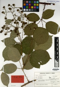Isotype of Rubus amisiensis H.E.Weber [family ROSACEAE]