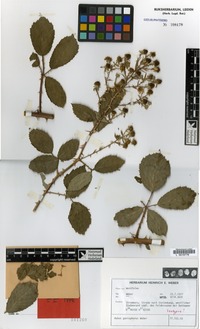 Isotype of Rubus goniophorus H.E.Weber [family ROSACEAE]