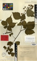 Lectotype of Rubus pallidus Sudre var. pseudoerubescens Sudre [family ROSACEAE]