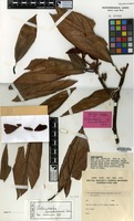 Isotype of Actinodaphne kinabaluensis Kosterm. [family LAURACEAE]