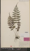 Isotype of Bolbitis laxireticulata K.Iwats. [family PTERIDOPHYTA]