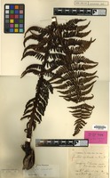Syntype of Cyathea imbricata Alderw. [family PTERIDOPHYTA]