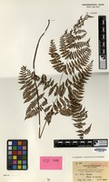Isotype of Cystopteris japonica Luerss. var. taiwaniana Tagawa [family PTERIDOPHYTA]