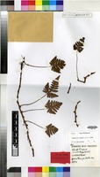 Isotype of Adiantum repens L.f. [family PTERIDOPHYTA]