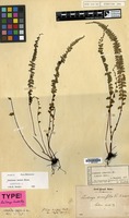 Holotype of Lindsaea lucida Blume [family PTERIDOPHYTA]