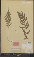 Syntype of Asplenium wichurae Mett. [family PTERIDOPHYTA]