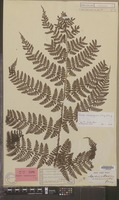 Syntype of Aspidium maximowiczianum Miq. [family DRYOPTERIDACEAE]