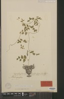 Syntype of Medeola asparagoides L. [family CONVALLARIACEAE]