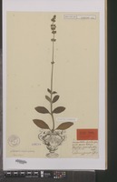 Holotype of Gomphrena interrupta L. [family AMARANTHACEAE]