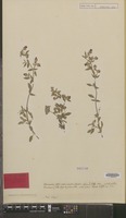 Syntype of Hermannia althaeifolia L. [family STERCULIACEAE]