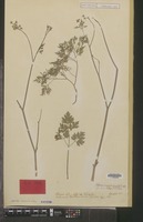 Syntype of Aethusa cynapium L. [family UMBELLIFERAE]