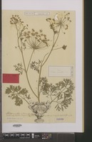 Syntype of Artedia muricata L. [family UMBELLIFERAE]