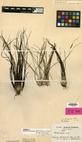Isotype of Isoetes triangula Weber [family PTERIDOPHYTA]