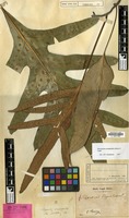 Holotype of Polypodium phymatodes L. var. partitum Blume [family PTERIDOPHYTA]