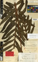 Lectotype of Polypodium longissimum Blume [family PTERIDOPHYTA]