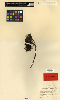 Isotype of Pavetta backeri Bremek. [family RUBIACEAE]