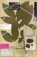 Isotype of Harpullia condorensis Pierre [family SAPINDACEAE]