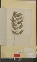 Syntype of Asplenium niponicum Mett. [family PTERIDOPHYTA]