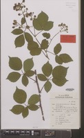 Holotype of Rubus campaniensis Winkel ex A.Beek [family ROSACEAE]