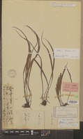 Syntype of Vittaria japonica Miq. [family PTERIDOPHYTA]