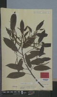 Lectotype of Castanea crenata Siebold & Zucc. [family FAGACEAE]