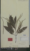 Original material of Castanea crenata Siebold & Zucc. [family FAGACEAE]