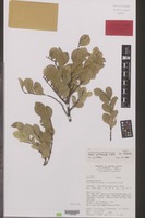 Isotype of Glochidion grantii J.Florence [family EUPHORBIACEAE]