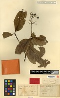 Epitype of Ixora keyensis Bremek. [family RUBIACEAE]