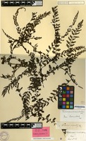 Type of Trichomanes auriculatum Blume [family PTERIDOPHYTA]