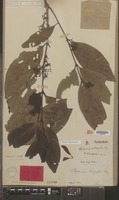 Holotype of Gynopachis oblongata Miq. [family RUBIACEAE]