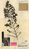 Type of Coprosma habbemensis Merr. & L.M.Perry [family RUBIACEAE]