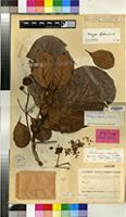 Isotype of Mitragyna chevalieri K.Krause [family RUBIACEAE]
