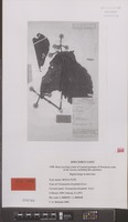 Holotype of Neonauclea tricephala Ridsdale [family RUBIACEAE]