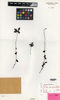Type of Pavetta parvifolia Vidal [family RUBIACEAE]