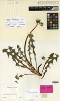 Holotype of Taraxacum crassiceps G.E.Haglund [family COMPOSITAE]