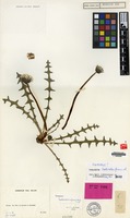 Isotype of Taraxacum laeticolorifrons Soest [family COMPOSITAE]