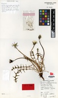 Isotype of Taraxacum scoticum A.J.Richards [family COMPOSITAE]