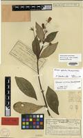 Isotype of Seemannia latifolia Fritsch [family GESNERIACEAE]